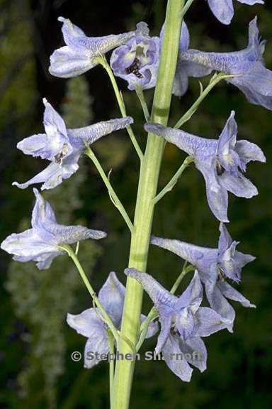 delphinium glaucum 3 graphic